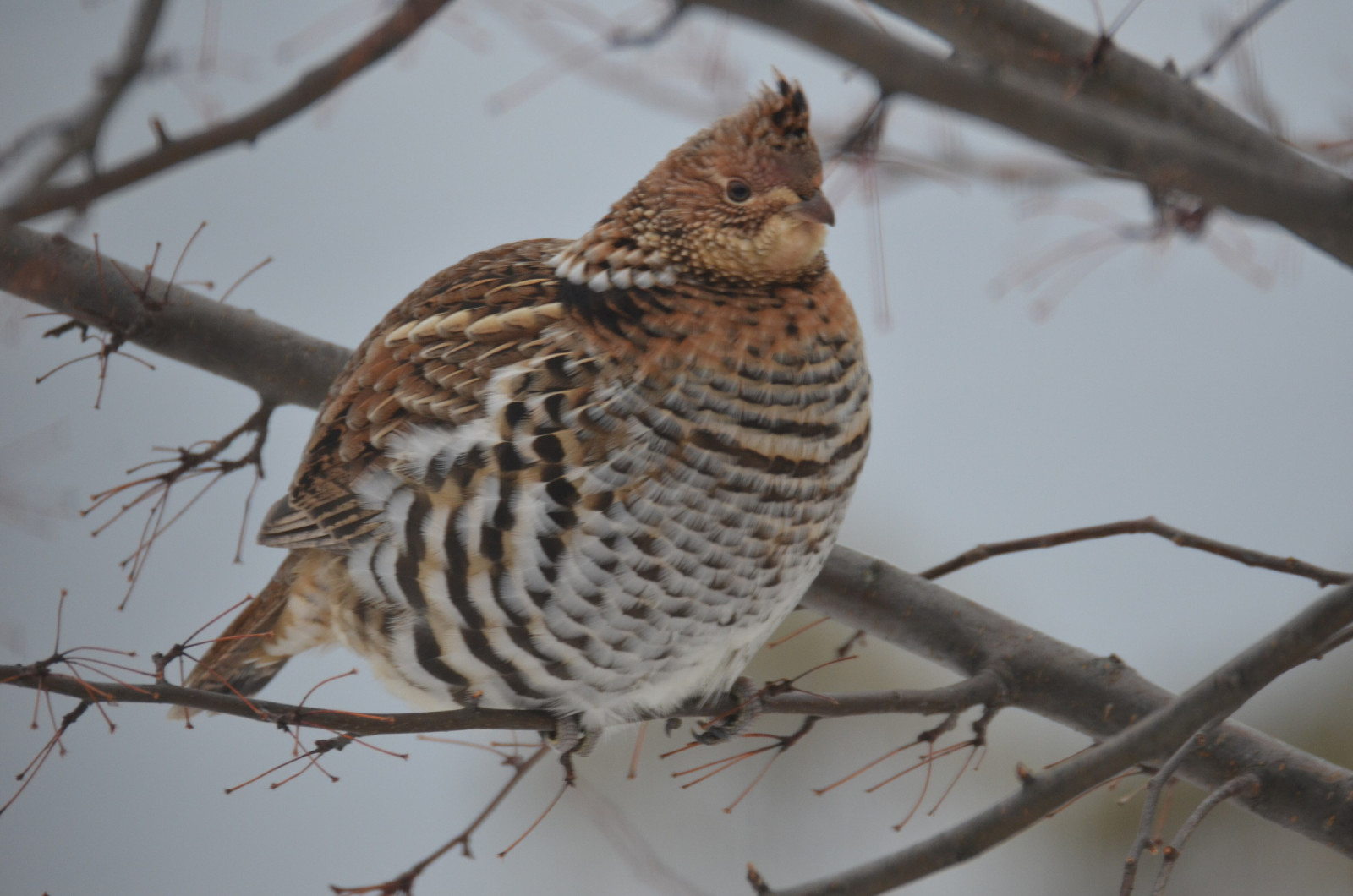 image Ruffed Grouse